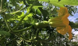 立秋吃哪四瓜,四瓜相伴，养生美味两不误