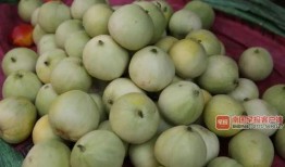 南宁树上吃瓜,树荫下悠闲吃瓜时光