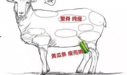 吃瓜羊揭秘,探寻网络红人的幕后故事