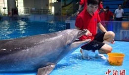 大瓜吃海龟,一场惊心动魄的生态冒险