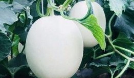 吃瓜比听课,轻松学习新姿势