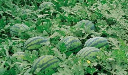 延津吃瓜视频大全,揭秘当地特色美食与风土人情