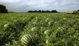 吃瓜县令,揭秘古代官场中的趣味与智慧