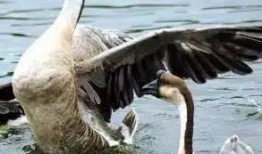 吃瓜北极鹅,揭秘极地萌物的生活趣事