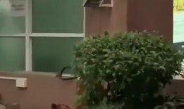 河北最近吃瓜新闻,揭秘背后惊人真相