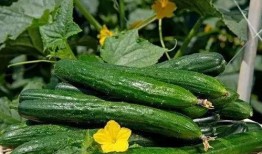 立秋吃哪四瓜,四瓜相伴，养生美味两不误