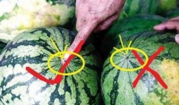 买瓜吃内脏,揭秘瓜农的生存智慧与生活哲学