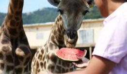 吃瓜视频动物世界,揭秘丛林法则下的生存智慧