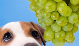 狗狗吃的角瓜,角瓜盛宴，营养美味两不误