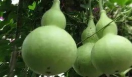 葫芦瓜可以吃的,从田间到餐桌的绿色美味