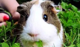 豚鼠吃竹瓜吗,竹瓜成为新宠？