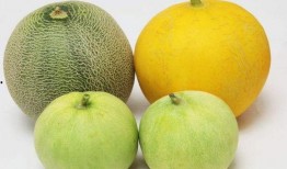 吃瓜嗓子齁甜,夏日消暑美食大盘点