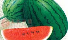 吃瓜51,网络热点的幕后故事