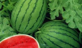 家里一直吃的瓜叫啥瓜,揭秘我家常吃的那款神秘瓜名