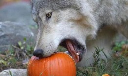 吃瓜狼图片,揭秘动物界的“美食侦探”