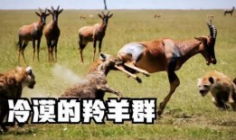 吃瓜羊揭秘,探寻网络红人的幕后故事