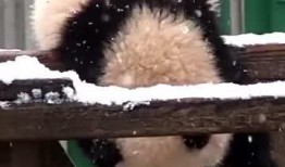 吃瓜熊图片,揭秘熊界“吃瓜群众”的日常生活