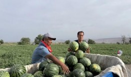 月亮湖吃瓜,夏日狂欢美食盛宴
