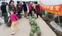 塔城吃瓜群众,揭秘当地生活百态