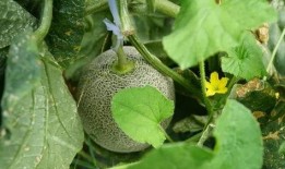 带你吃瓜奇葩夏天,带你领略那些“吃瓜”奇葩事件