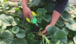 吃瓜嗓子齁甜,夏日消暑美食大盘点