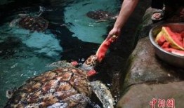 大瓜吃海龟,一场惊心动魄的生态冒险