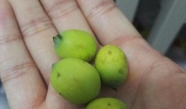 剥壳壳吃瓜壳,瓜壳中的美味世界