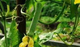 王者的瓜在哪吃