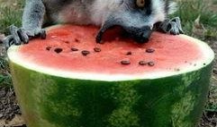 瓜地里的吃瓜猹,揭秘夏日消暑新宠