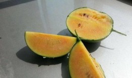 吃彩虹瓜,探寻大自然的色彩与美味之旅