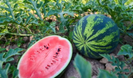 河南夫妻吃瓜,一场引发全民热议的“瓜农”风波