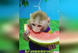 道具猴子吃瓜,一场欢乐的吃瓜盛宴