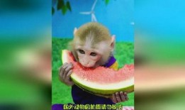 道具猴子吃瓜,一场欢乐的吃瓜盛宴