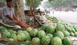 车后面吃瓜,揭秘汽车文化中的趣味瞬间