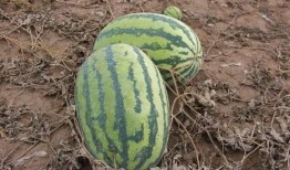 为什么吃小瓜,揭秘为何成为餐桌新宠