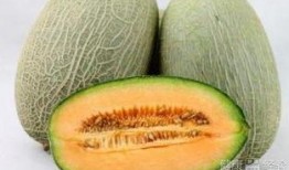 黄缘吃哈密瓜,一场甜蜜的味蕾之旅