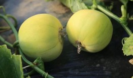 小瓜能和肉一起吃吗吗,美味搭配的饮食新主张