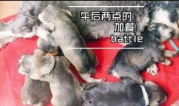 小矮狗吃瓜,小矮狗的夏日瓜趣时光