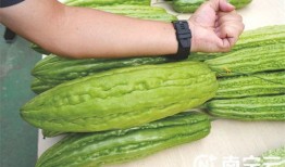 万嘉吃瓜大赛,一场舌尖上的狂欢盛宴