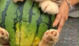 小矮狗吃瓜,小矮狗的夏日瓜趣时光