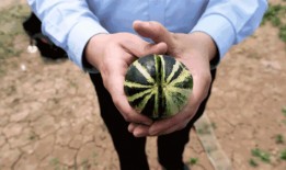 济宁附中吃瓜,一场“吃瓜”事件背后的真相揭秘