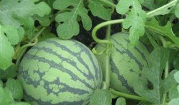 孕妇手瓜可以吃吗,安全与营养两不误