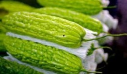 孕妇手瓜可以吃吗,安全与营养两不误