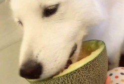 吃瓜群众上线 doge,Doge风潮席卷而来！