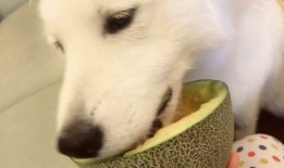 吃瓜群众上线 doge,Doge风潮席卷而来！