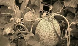 吃哈密瓜割嘴角,嘴角割痕见证美味瞬间