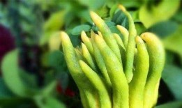 减肥期吃佛手瓜,轻享健康美味生活