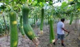 立秋你们吃瓜了吗,瓜果飘香，你吃瓜了吗？