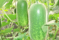 延津吃瓜视频大全,揭秘当地特色美食与风土人情