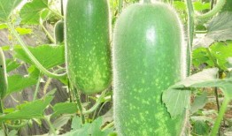 延津吃瓜视频大全,揭秘当地特色美食与风土人情